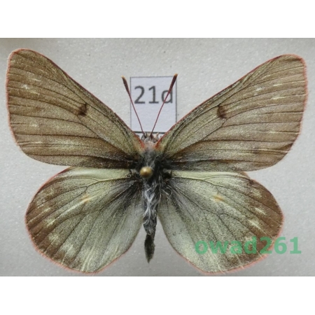 Colias nastes ferrisi Verhulst, 2004 Canada21d